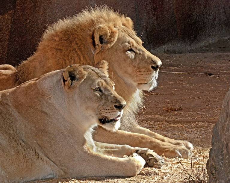 Hubert y Kalisa, la pareja de leones que fallecieron tras años de ser  inseparables - El Sol de México | Noticias, Deportes, Gossip, Columnas