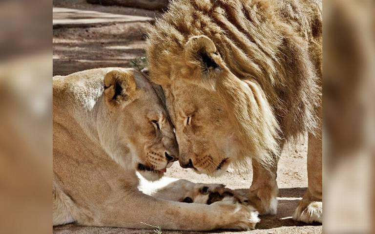 Hubert y Kalisa, la pareja de leones que fallecieron tras años de ser  inseparables - El Sol de México | Noticias, Deportes, Gossip, Columnas