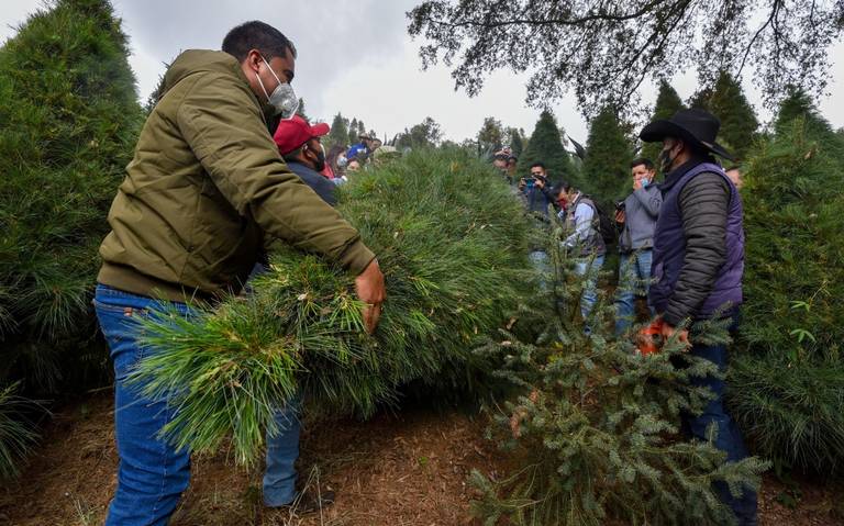 Habrá control de plagas en árboles de Navidad - Tribuna de San Luis |  Noticias Locales, Policiacas, sobre México, Sonora y el Mundo