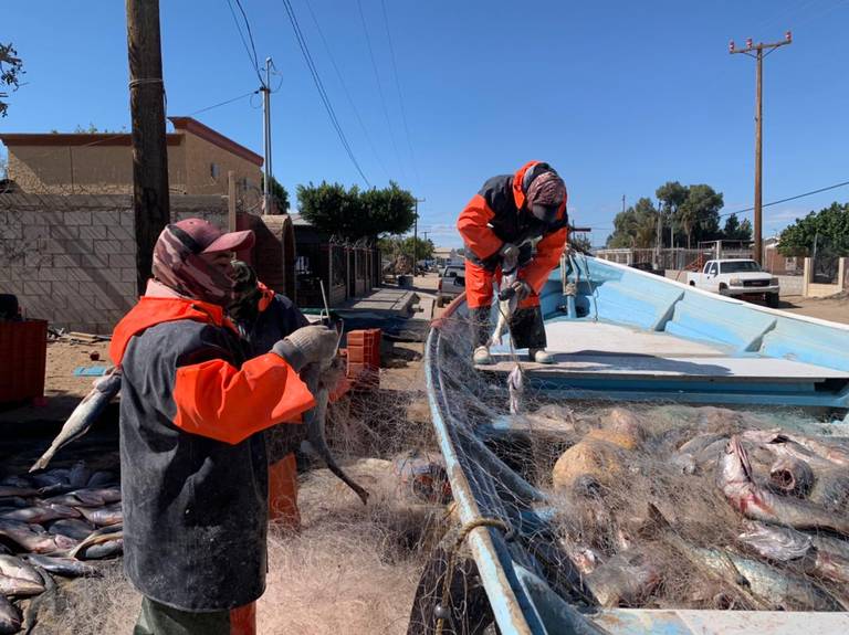 Preparan pesca de curvina en el Golfo cerca de San Luis Río Colorado -  Tribuna de San Luis