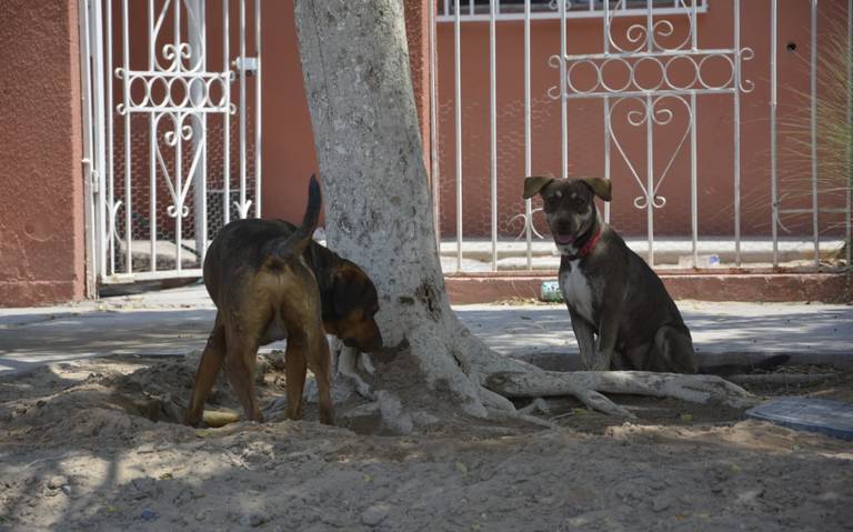 Con el calor, aumentan casos de agresividad en perros san luis rio colorado  - Tribuna de San Luis | Noticias Locales, Policiacas, sobre México, Sonora  y el Mundo