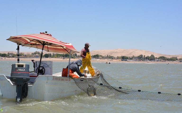 Preparan pesca de curvina en el Golfo cerca de San Luis Río Colorado -  Tribuna de San Luis