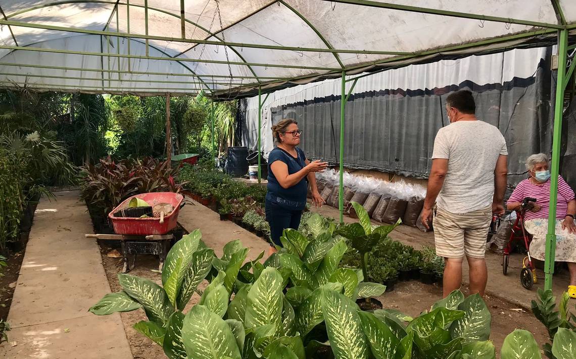 Se acerca la temporada buena para sembrar plantas en casa en San Luis Río  Colorado - Tribuna de San Luis | Noticias Locales, Policiacas, sobre  México, Sonora y el Mundo