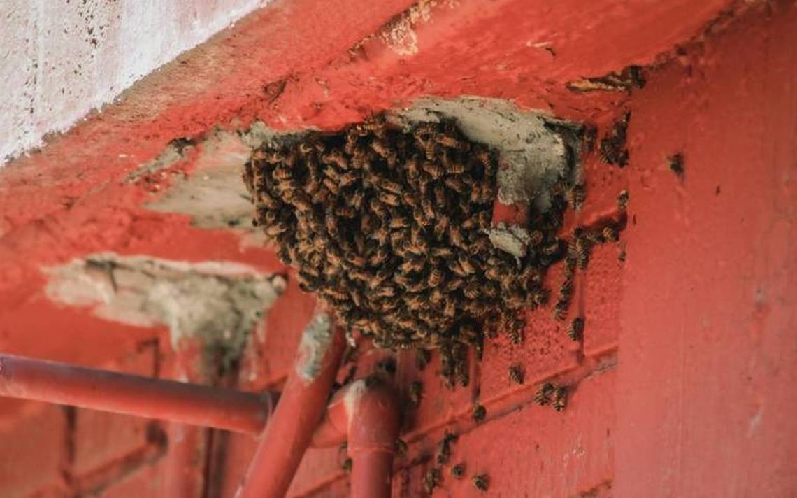 Esto es lo que debes hacer si te encuentras una colmena de abejas