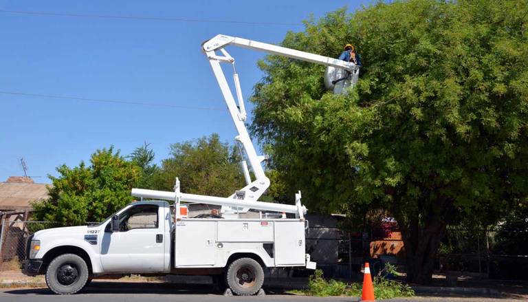 Personal de la CFE poda árboles como precaución san luis rio colorado -  Tribuna de San Luis | Noticias Locales, Policiacas, sobre México, Sonora y  el Mundo