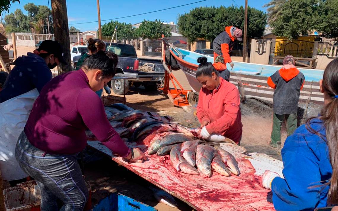 Preparan pesca de curvina en el Golfo cerca de San Luis Río Colorado -  Tribuna de San Luis