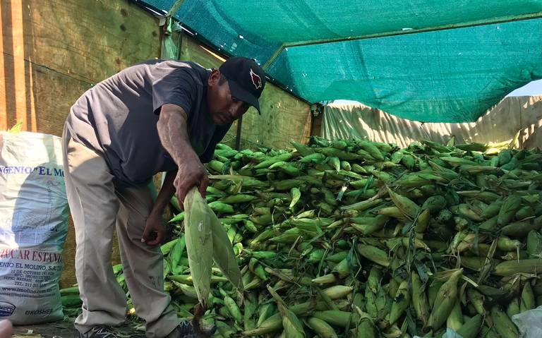 Hay elotes! Inicia la temporada buena del grano de maíz san luis rio  colorado - Tribuna de San Luis | Noticias Locales, Policiacas, sobre  México, Sonora y el Mundo