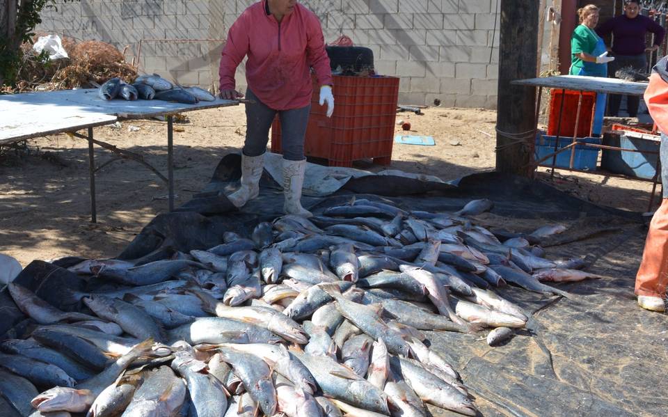 Preparan pesca de curvina en el Golfo cerca de San Luis Río Colorado -  Tribuna de San Luis