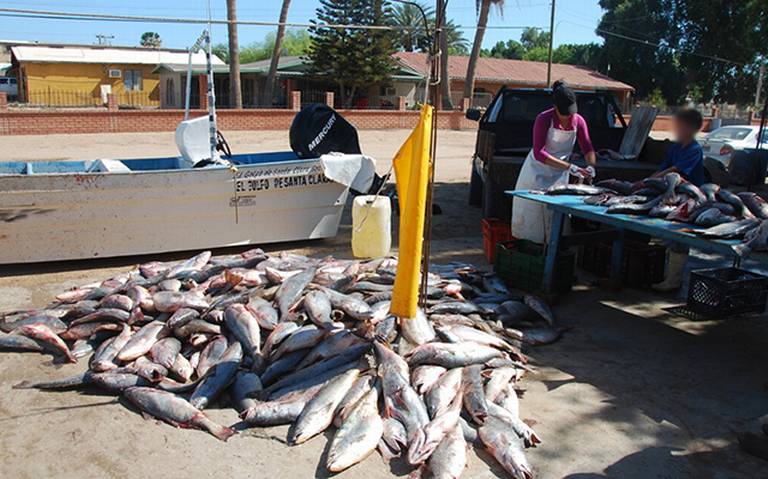 Preparan pesca de curvina en el Golfo cerca de San Luis Río Colorado -  Tribuna de San Luis