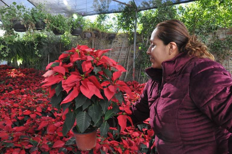 Llega el espíritu navideño!, ya hay nochebuenas en San Luis - Tribuna de  San Luis | Noticias Locales, Policiacas, sobre México, Sonora y el Mundo