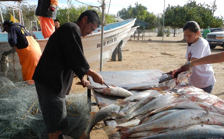 Preparan pesca de curvina en el Golfo cerca de San Luis Río Colorado -  Tribuna de San Luis