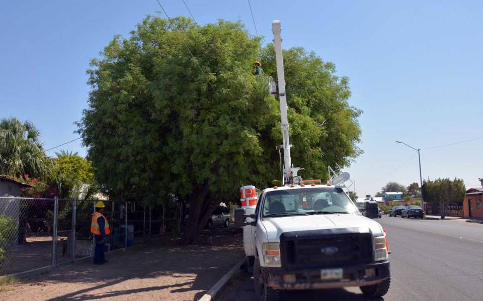 Personal de la CFE poda árboles como precaución san luis rio colorado -  Tribuna de San Luis | Noticias Locales, Policiacas, sobre México, Sonora y  el Mundo